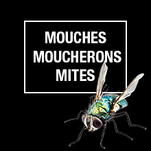MOUCHES
